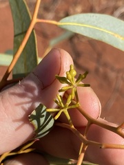 Eucalyptus eremicola