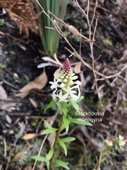 Stackhousia monogyna