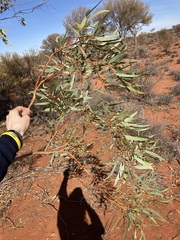 Eucalyptus eremicola