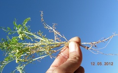 Vicia ervilia