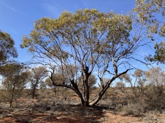 Eucalyptus eremicola
