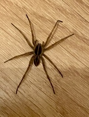 Tigrosa helluo