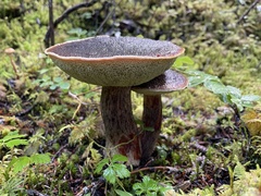 Aureoboletus mirabilis
