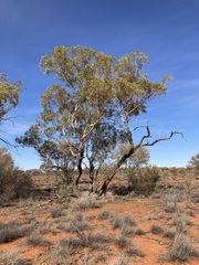 Eucalyptus eremicola