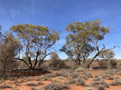 Eucalyptus eremicola