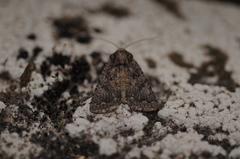 Protorthodes alfkenii