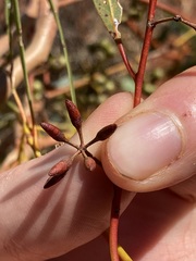 Eucalyptus eremicola