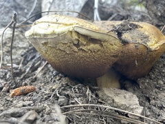 Boletus rex-veris