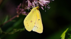 Colias eurytheme
