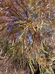 Eucalyptus eremicola