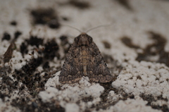 Protorthodes alfkenii