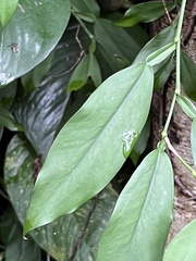 Pothos chinensis