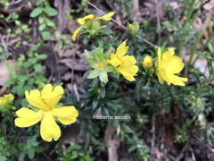 Hibbertia sericea