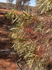 Eucalyptus eremicola