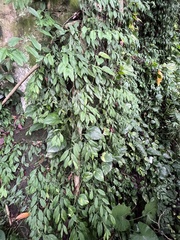 Pothos chinensis