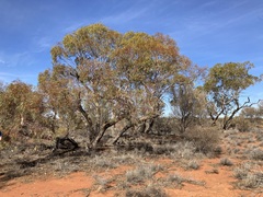 Eucalyptus eremicola
