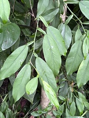 Pothos chinensis