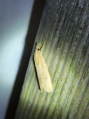 Macrochilo orciferalis