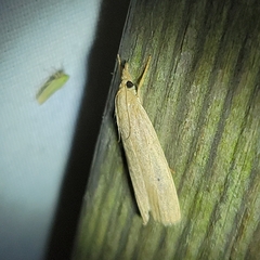 Macrochilo orciferalis