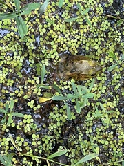 Lithobates grylio