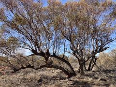 Eucalyptus eremicola