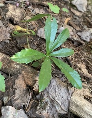 Chimaphila umbellata