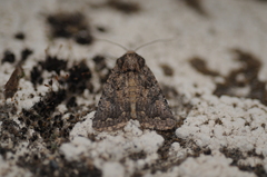 Protorthodes alfkenii