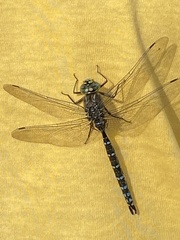 Aeshna interrupta
