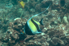 Zanclus cornutus