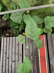 Mallotus repandus