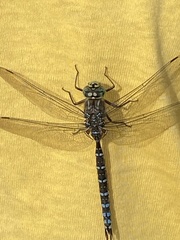 Aeshna interrupta