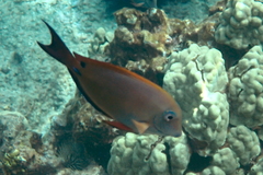 Acanthurus nigrofuscus