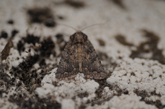 Protorthodes alfkenii