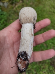 Hypomyces hyalinus