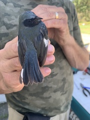 Setophaga caerulescens