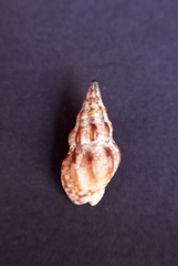Cominella eburnea