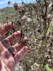 Lactuca canadensis
