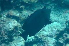Acanthuridae