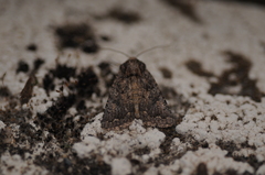 Protorthodes alfkenii