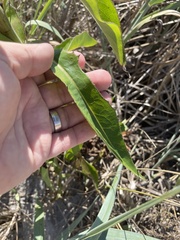 Lactuca canadensis