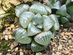 Haworthia cooperi