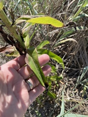 Lactuca canadensis