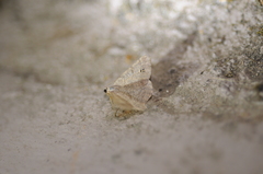 Digrammia muscariata