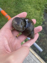 Cipangopaludina chinensis