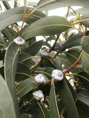 Eucalyptus globulus globulus