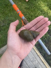 Cipangopaludina chinensis