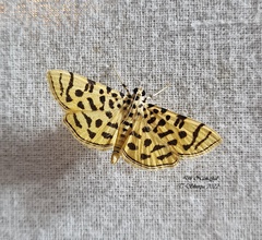 Spilomelinae