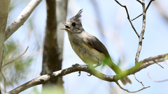 Baeolophus atricristatus