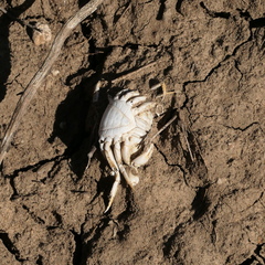 Austrothelphusa transversa