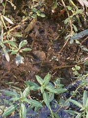 Cipangopaludina chinensis